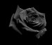 dark_rose.jpg